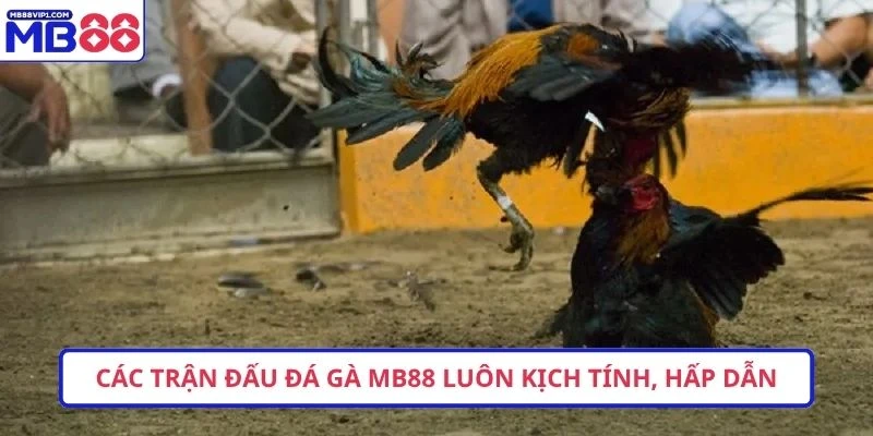 Các trận đấu đá gà MB88 luôn kịch tính, hấp dẫn